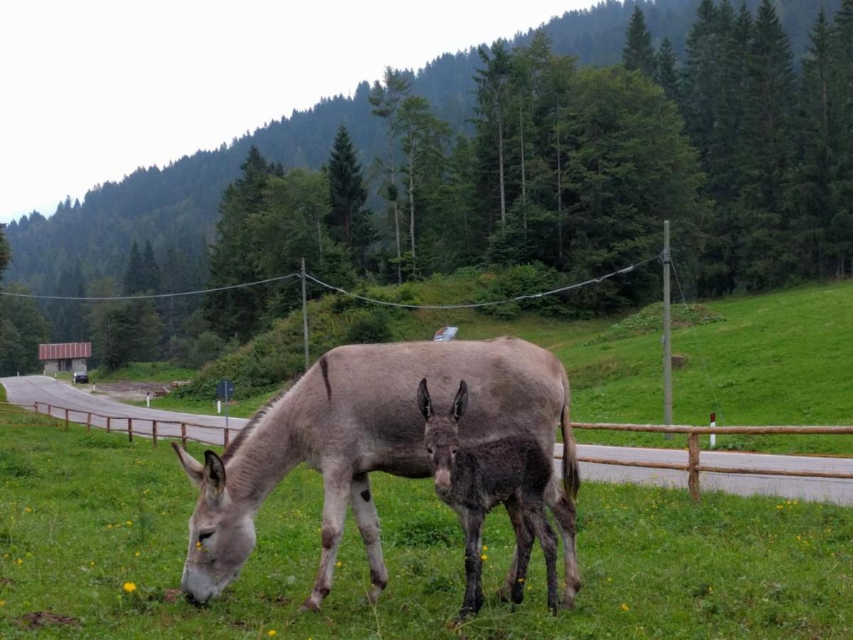 Agritur Broch Villa Fiera Di Primiero Dış mekan fotoğraf
